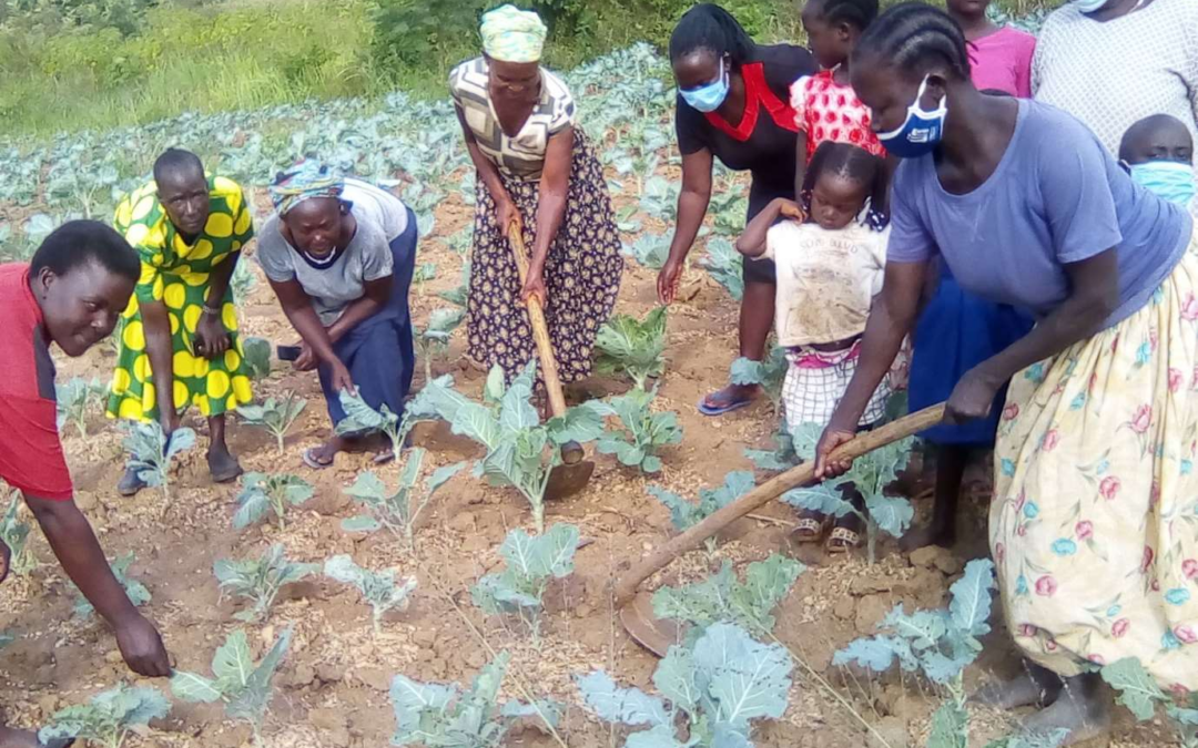 Kitchen Garden Project